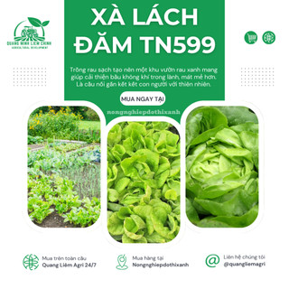 Xà Lách Đăm TN599 Trang Nông (2gram), hạt giống nảy mầm tốt, năng suất cao, trông quanh năm