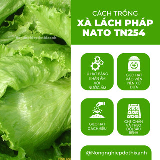 Xà Lách Pháp Nato TN254 Trang Nông (1gram), hạt giống nảy mầm tốt, năng suất cao, trông quanh năm