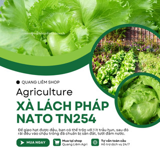 Xà Lách Pháp Nato TN254 Trang Nông (1gram), hạt giống nảy mầm tốt, năng suất cao, trông quanh năm
