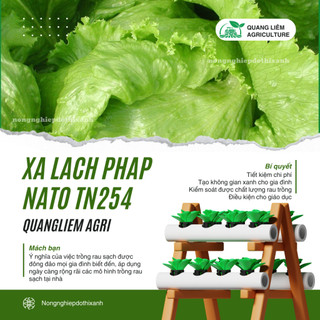 Xà Lách Pháp Nato TN254 Trang Nông (1gram), hạt giống nảy mầm tốt, năng suất cao, trông quanh năm