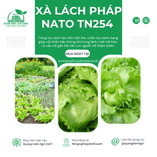 Xà Lách Pháp Nato TN254 Trang Nông (1gram), hạt giống nảy mầm tốt, năng suất cao, trông quanh năm