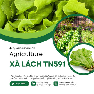 Xà Lách TN591 Trang Nông (10gr/100gram), hạt giống nảy mầm tốt, năng suất cao, trông quanh năm