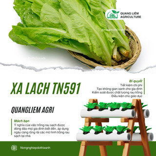 Xà Lách TN591 Trang Nông (10gr/100gram), hạt giống nảy mầm tốt, năng suất cao, trông quanh năm