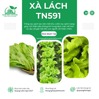 Xà Lách TN591 Trang Nông (10gr/100gram), hạt giống nảy mầm tốt, năng suất cao, trông quanh năm
