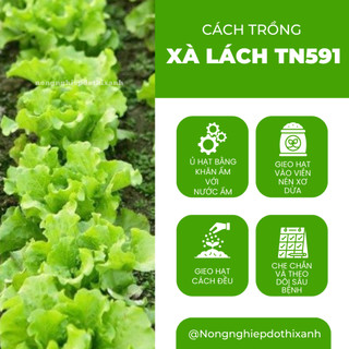 Xà Lách TN591 Trang Nông (10gr/100gram), hạt giống nảy mầm tốt, năng suất cao, trông quanh năm