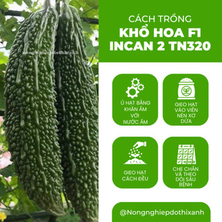 Khổ Hoa F1 Incan 2 TN320 Trang Nông (10 hạt), hạt giống nảy mầm tốt, năng suất cao, trông quanh năm