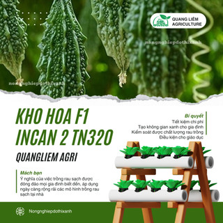 Khổ Hoa F1 Incan 2 TN320 Trang Nông (10 hạt), hạt giống nảy mầm tốt, năng suất cao, trông quanh năm