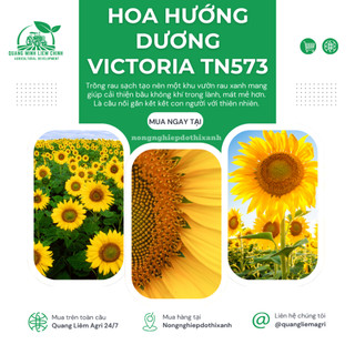 Hoa Hướng Dương Victoria TN573 - LÙN Trang Nông (1gram), hạt giống nảy mầm tốt, năng suất cao