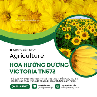 Hoa Hướng Dương Victoria TN573 - LÙN Trang Nông (1gram), hạt giống nảy mầm tốt, năng suất cao