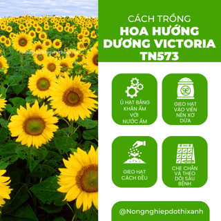 Hoa Hướng Dương Victoria TN573 - LÙN Trang Nông (1gram), hạt giống nảy mầm tốt, năng suất cao