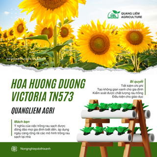 Hoa Hướng Dương Victoria TN573 - LÙN Trang Nông (1gram), hạt giống nảy mầm tốt, năng suất cao