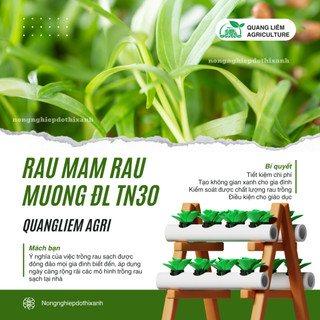 Rau Mầm Rau Muống ĐL TN30 Trang Nông (1KG), hạt giống nảy mầm tốt, năng suất cao, trông quanh năm
