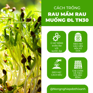 Rau Mầm Rau Muống ĐL TN30 Trang Nông (1KG), hạt giống nảy mầm tốt, năng suất cao, trông quanh năm