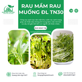 Rau Mầm Rau Muống ĐL TN30 Trang Nông (1KG), hạt giống nảy mầm tốt, năng suất cao, trông quanh năm