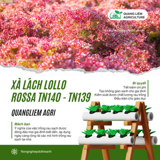 Xà Lách Lollo Rossa TN140 - TN139 Trang Nông (10gram), hạt giống nảy mầm tốt, năng suất cao