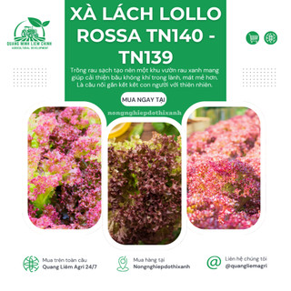 Xà Lách Lollo Rossa TN140 - TN139 Trang Nông (10gram), hạt giống nảy mầm tốt, năng suất cao