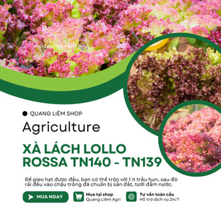 Xà Lách Lollo Rossa TN140 - TN139 Trang Nông (10gram), hạt giống nảy mầm tốt, năng suất cao