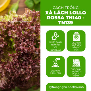 Xà Lách Lollo Rossa TN140 - TN139 Trang Nông (10gram), hạt giống nảy mầm tốt, năng suất cao