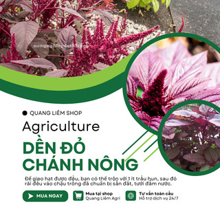 Hạt Giống Rau Dền Đỏ Chánh Nông (50gram), Hạt Giống Nảy Mầm Tốt, Năng Suất Cao, Trông Quanh Năm