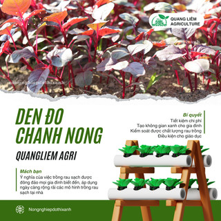 Hạt Giống Rau Dền Đỏ Chánh Nông (50gram), Hạt Giống Nảy Mầm Tốt, Năng Suất Cao, Trông Quanh Năm