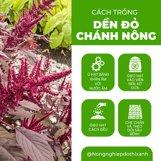 Hạt Giống Rau Dền Đỏ Chánh Nông (50gram), Hạt Giống Nảy Mầm Tốt, Năng Suất Cao, Trông Quanh Năm
