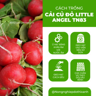 Cải Củ Đỏ Little Angel TN83 Trang Nông (5gram), hạt giống nảy mầm tốt, năng suất cao trông quanh năm