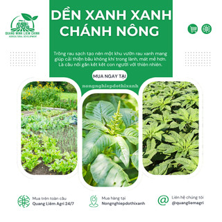 Hạt Giống Rau Dền Xanh (50gram) Chánh Nông, Hạt Giống Nảy Mầm Tốt, Năng Suất Cao, Trông Quanh Năm