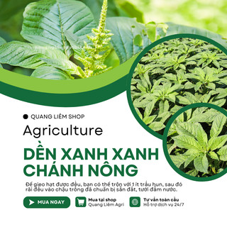 Hạt Giống Rau Dền Xanh (50gram) Chánh Nông, Hạt Giống Nảy Mầm Tốt, Năng Suất Cao, Trông Quanh Năm