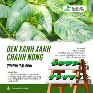 Hạt Giống Rau Dền Xanh (50gram) Chánh Nông, Hạt Giống Nảy Mầm Tốt, Năng Suất Cao, Trông Quanh Năm