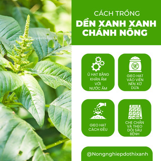 Hạt Giống Rau Dền Xanh (50gram) Chánh Nông, Hạt Giống Nảy Mầm Tốt, Năng Suất Cao, Trông Quanh Năm