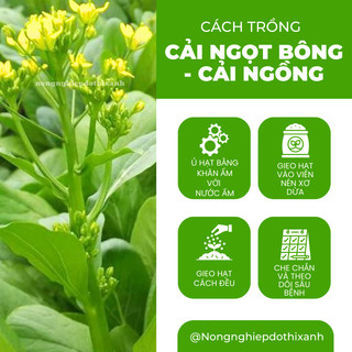 Cải Ngọt Bông - Cải Ngồng  Gói 100gram Chánh Nông, Hạt Giống Nảy Mầm Tốt, Năng Suất Cao