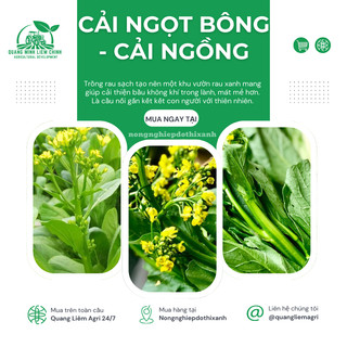 Cải Ngọt Bông - Cải Ngồng  Gói 100gram Chánh Nông, Hạt Giống Nảy Mầm Tốt, Năng Suất Cao