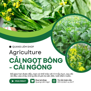 Cải Ngọt Bông - Cải Ngồng  Gói 100gram Chánh Nông, Hạt Giống Nảy Mầm Tốt, Năng Suất Cao