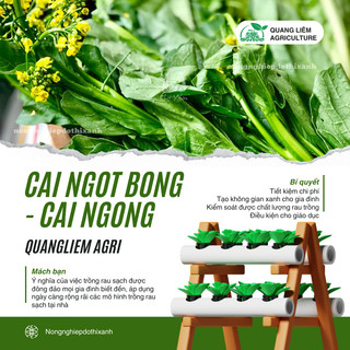 Cải Ngọt Bông - Cải Ngồng  Gói 100gram Chánh Nông, Hạt Giống Nảy Mầm Tốt, Năng Suất Cao