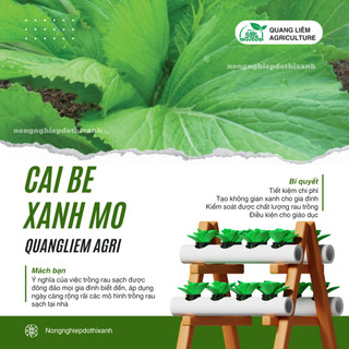 Cải Bẹ Xanh Mỡ Trang Nông (100gr), hạt giống nảy mầm tốt, năng suất cao, trông quanh năm