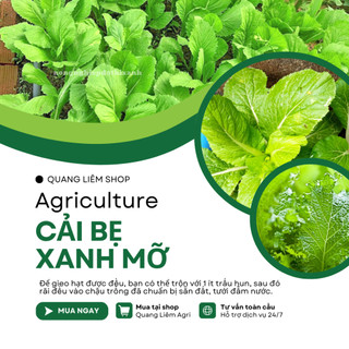 Cải Bẹ Xanh Mỡ Trang Nông (100gr), hạt giống nảy mầm tốt, năng suất cao, trông quanh năm