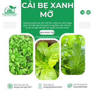 Cải Bẹ Xanh Mỡ Trang Nông (100gr), hạt giống nảy mầm tốt, năng suất cao, trông quanh năm