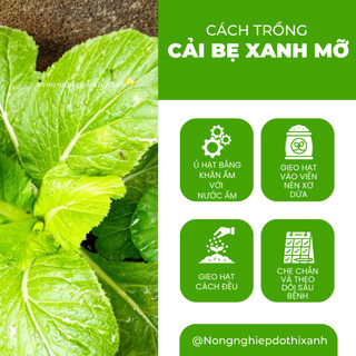 Cải Bẹ Xanh Mỡ Trang Nông (100gr), hạt giống nảy mầm tốt, năng suất cao, trông quanh năm