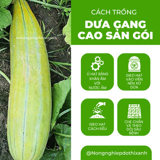 Dưa Gang Cao Sản Gói 5gram Chánh Nông, Hạt Giống Nảy Mầm Tốt, Năng Suất Cao, Trông Quanh Năm