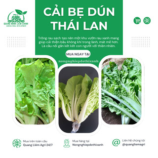 Cải bẹ dún Thái Lan - hũ 20gram/100gram, Hạt Giống Nảy Mầm Tốt, Năng Suất Cao, Trông Quanh Năm