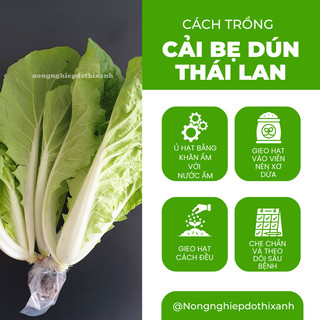 Cải bẹ dún Thái Lan - hũ 20gram/100gram, Hạt Giống Nảy Mầm Tốt, Năng Suất Cao, Trông Quanh Năm