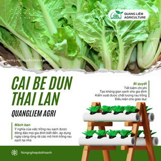 Cải bẹ dún Thái Lan - hũ 20gram/100gram, Hạt Giống Nảy Mầm Tốt, Năng Suất Cao, Trông Quanh Năm