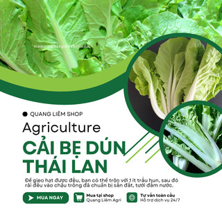 Cải bẹ dún Thái Lan - hũ 20gram/100gram, Hạt Giống Nảy Mầm Tốt, Năng Suất Cao, Trông Quanh Năm