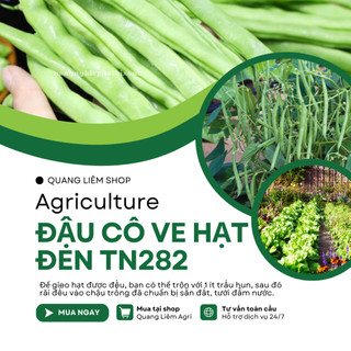 Đậu Cô Ve Hạt Đen TN282 Trang Nông (20gr/100gr),hạt giống nảy mầm tốt, năng suất cao trông quanh năm
