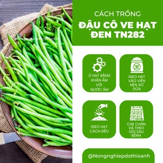 Đậu Cô Ve Hạt Đen TN282 Trang Nông (20gr/100gr),hạt giống nảy mầm tốt, năng suất cao trông quanh năm