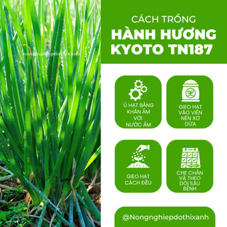 Hành Hương Kyoto TN187 Trang Nông (2gr/10gr), hạt giống nảy mầm tốt, năng suất cao, trông quanh năm