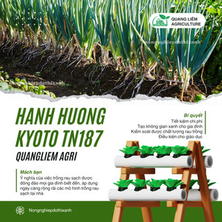 Hành Hương Kyoto TN187 Trang Nông (2gr/10gr), hạt giống nảy mầm tốt, năng suất cao, trông quanh năm