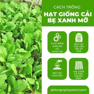 Hạt Giống Cải Bẹ Xanh Mỡ Gói 50gram/100gram - Hai Mũi Tên, Hạt Giống Nảy Mầm Tốt, Năng Suất Cao