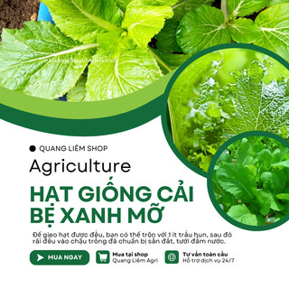 Hạt Giống Cải Bẹ Xanh Mỡ Gói 50gram/100gram - Hai Mũi Tên, Hạt Giống Nảy Mầm Tốt, Năng Suất Cao