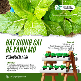 Hạt Giống Cải Bẹ Xanh Mỡ Gói 50gram/100gram - Hai Mũi Tên, Hạt Giống Nảy Mầm Tốt, Năng Suất Cao